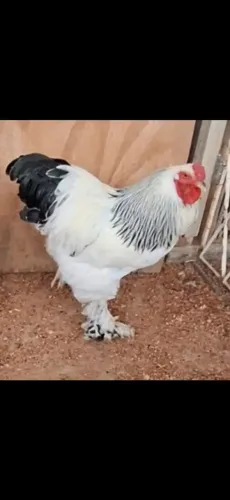 Galo brahma light padrão 