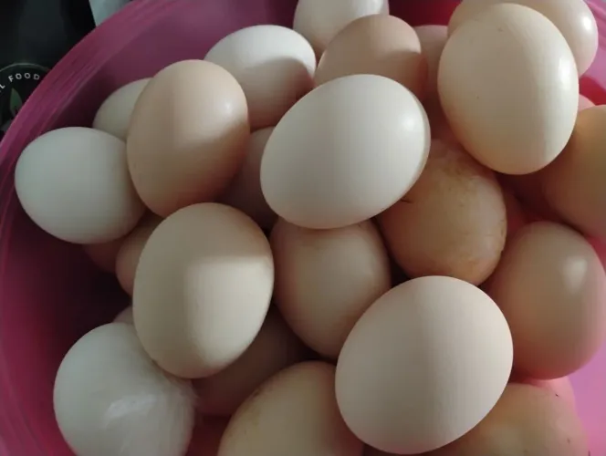Pintinhos caipirão e ovos caipirão 