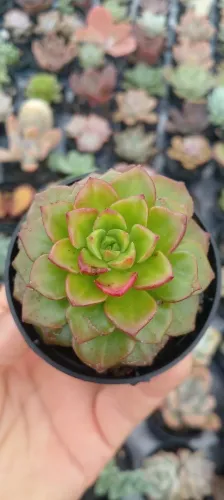Cactos e Suculentas para brindes e colecionadores