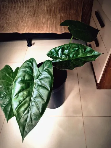 Alocasia Witte - Beleza Tropical para Seu Espaço ?