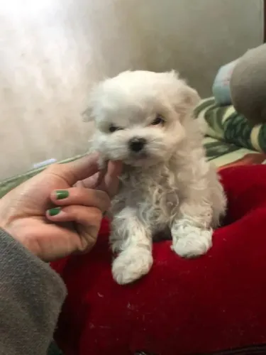 Maltês tamanho micro e padrão, com garantias e suporte veterinário de maneira gratuita!