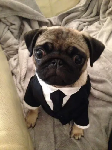 Filhote de pug ! Os homem de preto