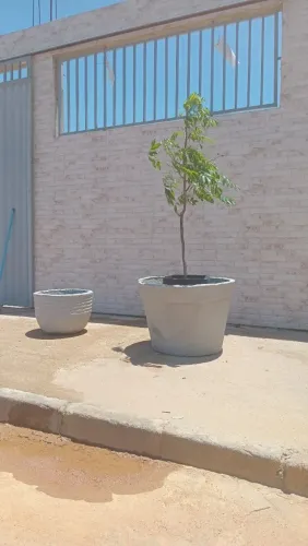 Vasos grandes de cimento para plantas 