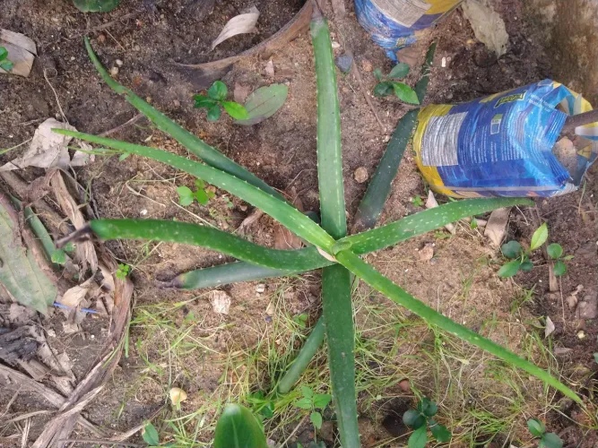 Muda de babosa aloe vera 
