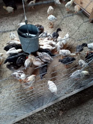 Pintinhos caipiras a partir de 7,00 Galinhas e Frangos  caipiras legítimos