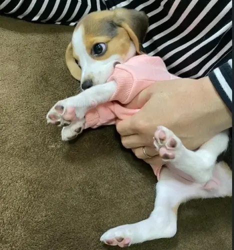 Filhote Beagle, esses filhotinhos vão derreter seu coração!