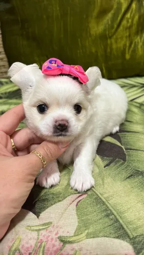 Chihuahua um pedacinho de amor.