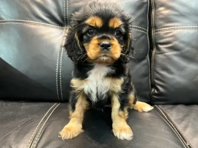 Cavalier King Spaniel Fêmea Pequena - Ideal para ambientes internos