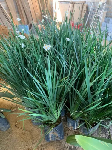 MUDAS DE MOREIA ( TOUCEIRA ) 60 CM DE ALTURA