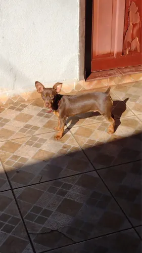 Vendo Pinscher macho 