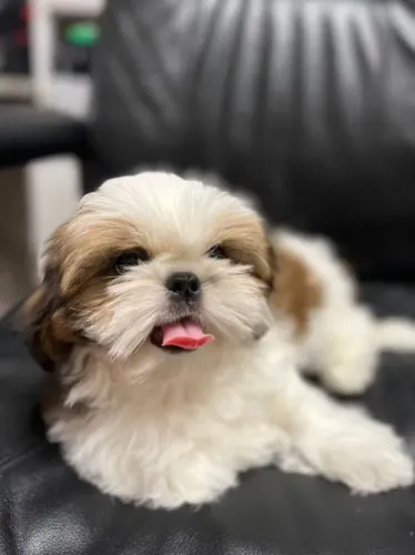 Shih-Tzu Mini Tricolor Macho - Sempre Alegre e Pronto Para Te Fazer Companhia!