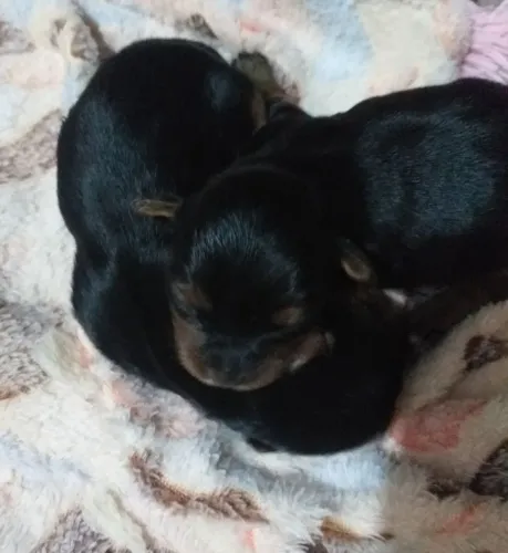 Vende lindas femea Yorkshire