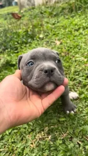 American Bully filhotes