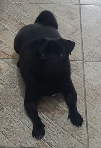 Pug black
