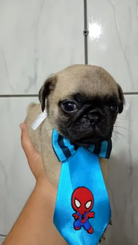Pug nacional a pronta entrega