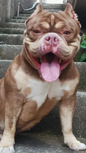 Linda fêmea de Américan bully