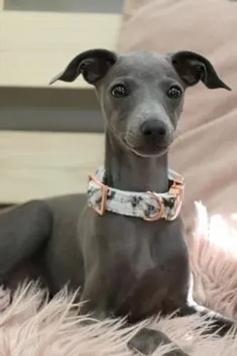 Galguinho Italiano (Galgo Italiano)