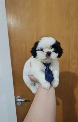 Filhote de Shih Tzu Macho