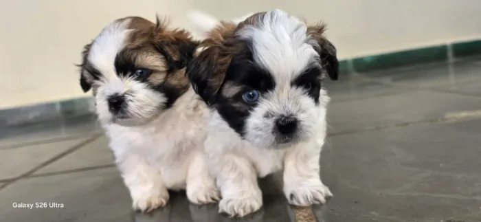 Vendo filhote de shih tzu olhos azuis.
