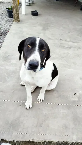 Doa se cachorra Fêmea 