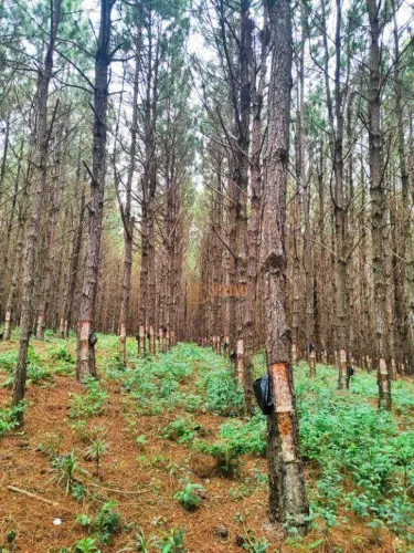 Fazenda com Pinus à Venda Região de Itapetininga/SP