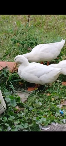Marrecos para venda