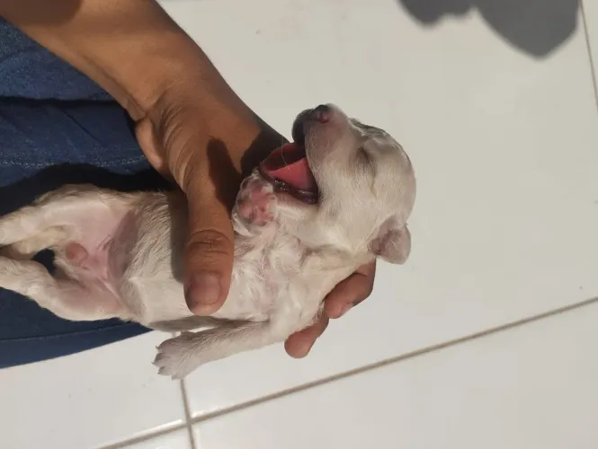 Cachorro Poodle