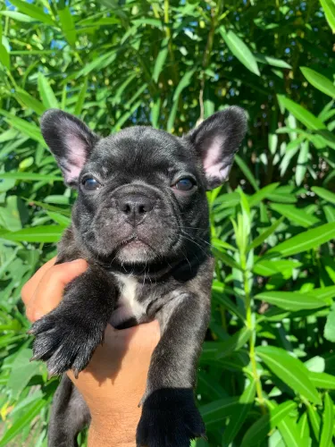 Filhote de Bulldog francês fêmea