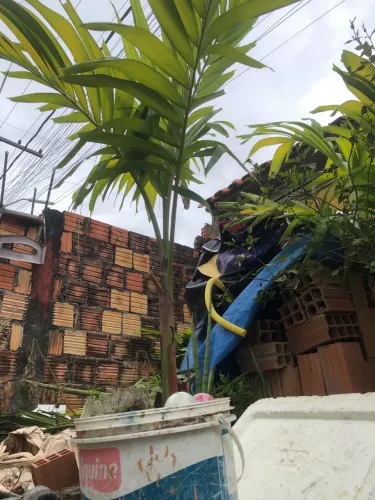 Mudas de palmeira veitchia 