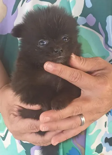 Spitz Alemão 