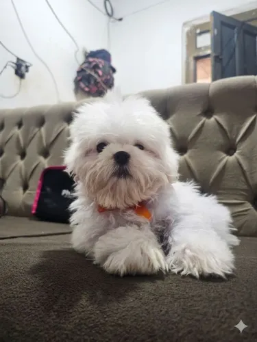 Cachorro Shih Tzu
