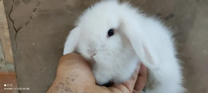 Lindos coelhos filhotes pro seu lar