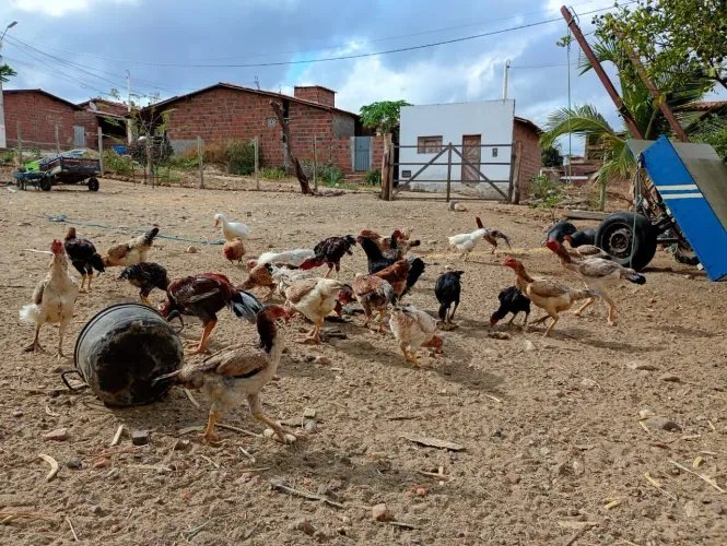 30 galinhas caipira legítima, 70 reais cada