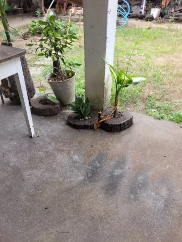 Vendo tronco de eucalipto com cavidade no centro 