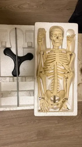 Modelo anatômico de esqueleto humano com base 80cm