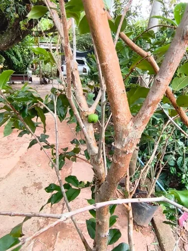 Jabuticaba híbrida produzindo