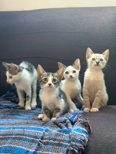 Lindos gatinhos pra doação.