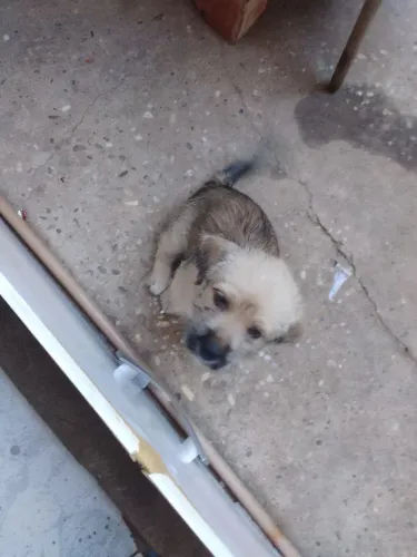 Pet shitzo