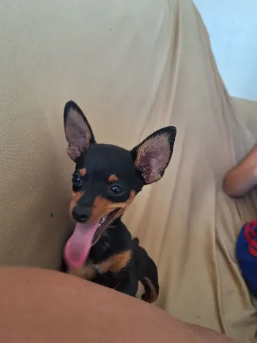 Cachorro pincher 