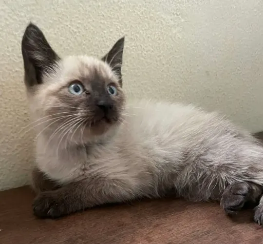 Gatinhos siamês 