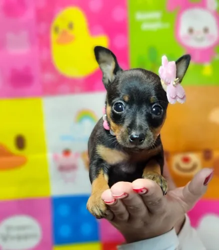 Filhote de cachorro Pinscher/Pincher/Pinsher/Pintier pelagem bonita e temperamento dócil