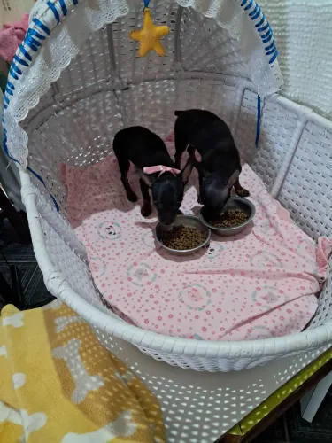 Venda de pet