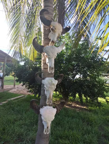 Cabeça de Bufalo