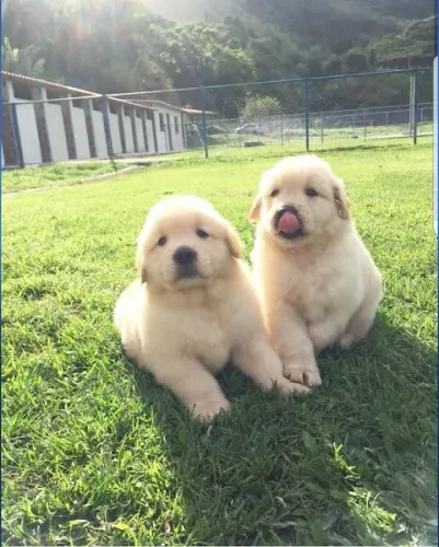 Golden Retriever bem parrudos e fortes, *