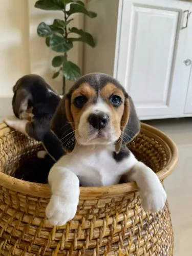 Beagle Vacinados e Disponíveis
