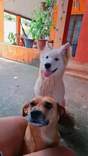 Doação de cachorro
