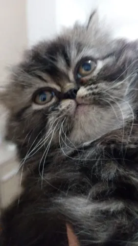 Gato persa filhote
