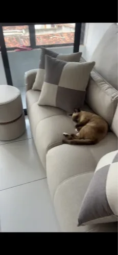Gata para doação