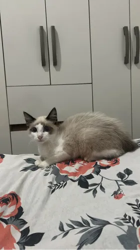 Adoção de pet