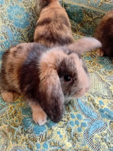 Mini lop 
